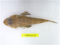 藏品(松葉牛尾魚)的圖片